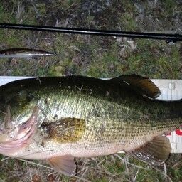 ラージマウスバス