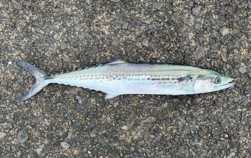 鞠山海遊パーク