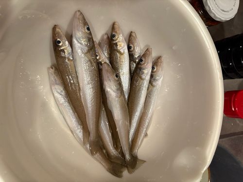 東京湾（アクアライン〜富津）