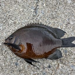 ヒレナガスズメダイ