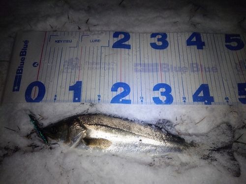 フッコ（マルスズキ）の釣果