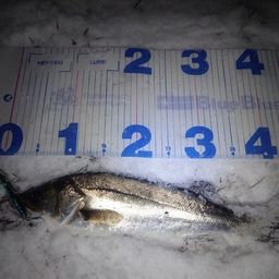 フッコ（マルスズキ）