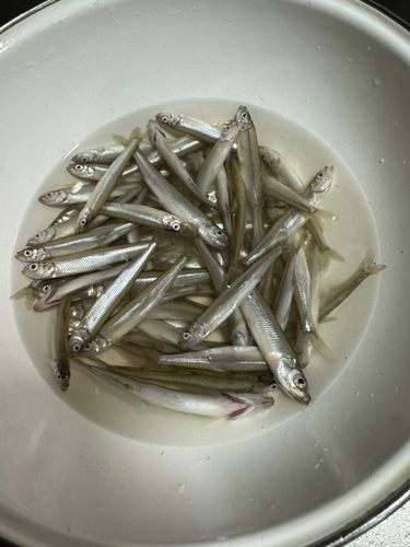 ワカサギの釣果