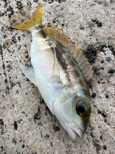 ジューマー(ヒトスジタマガシラ)の釣果