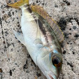 ジューマー(ヒトスジタマガシラ)