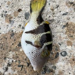 シマキンチャクフグ