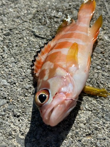 アカハタの釣果