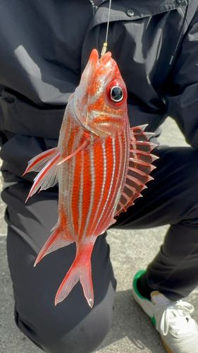 ニジエビスの釣果