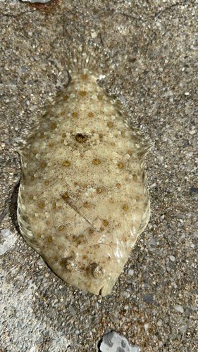 トゲダルマガレイの釣果