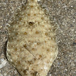 トゲダルマガレイ