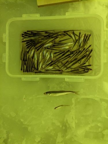 ワカサギの釣果