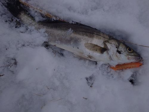 フッコ（マルスズキ）の釣果