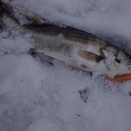 フッコ（マルスズキ）