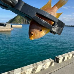 ニセネッタイスズメダイ