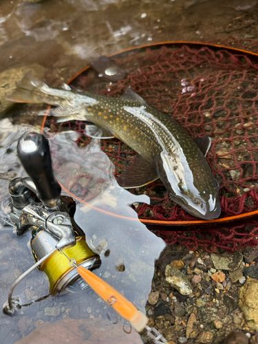 ニッコウイワナの釣果