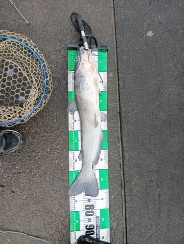 アメリカナマズの釣果