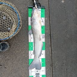 アメリカナマズ