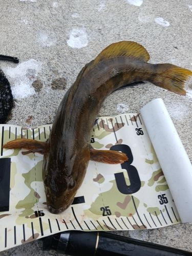 アイナメの釣果