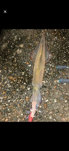 ヤリイカの釣果