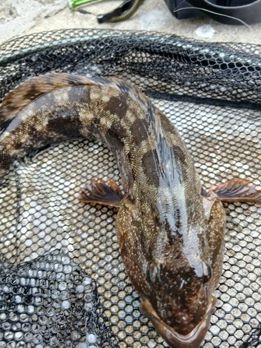 アイナメの釣果