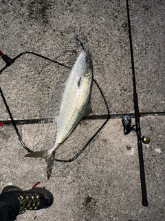 ブリの釣果