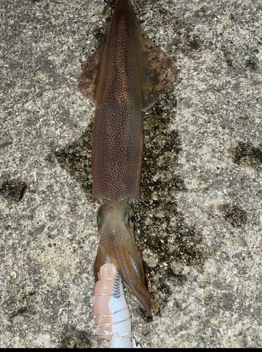 ヤリイカの釣果
