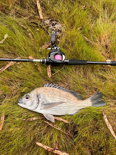 ミナミクロダイの釣果
