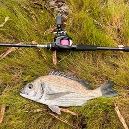 ミナミクロダイ