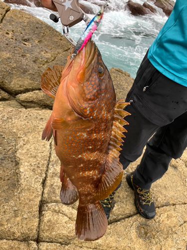 キジハタの釣果