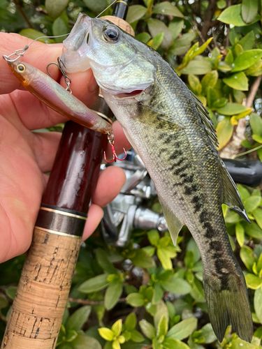 ブラックバスの釣果