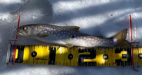 アメマスの釣果