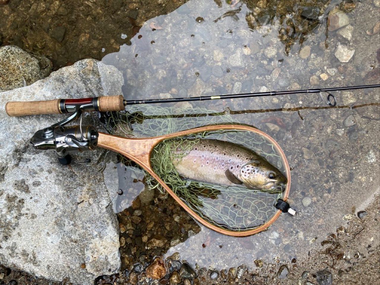 ブラウントラウト