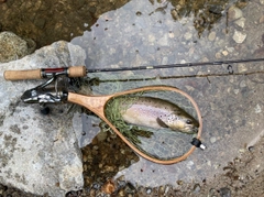 ブラウントラウトの釣果