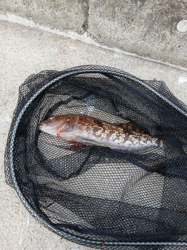 アイナメの釣果