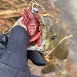 スモールマウスバス