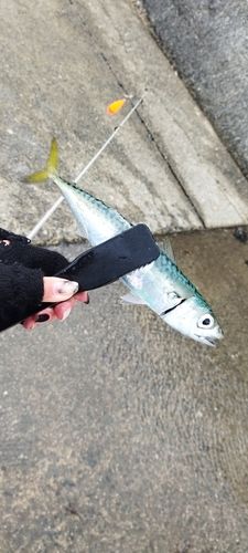 サバの釣果