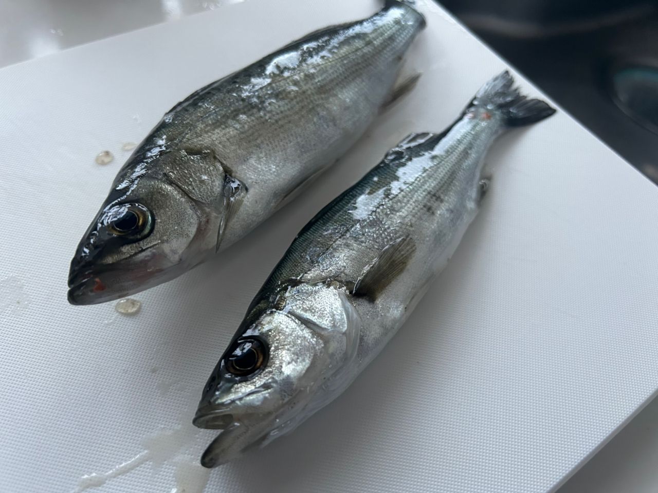 セイゴ（タイリクスズキ）