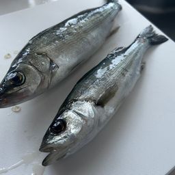 セイゴ（タイリクスズキ）