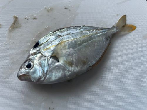 ヒイラギの釣果