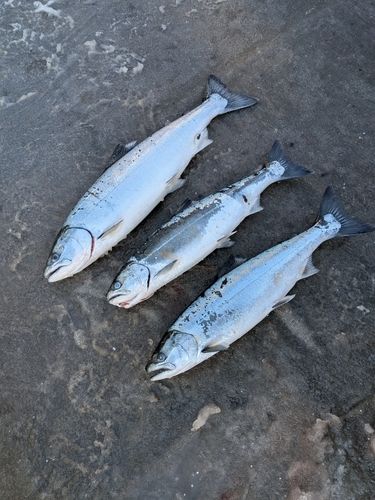 サクラマスの釣果