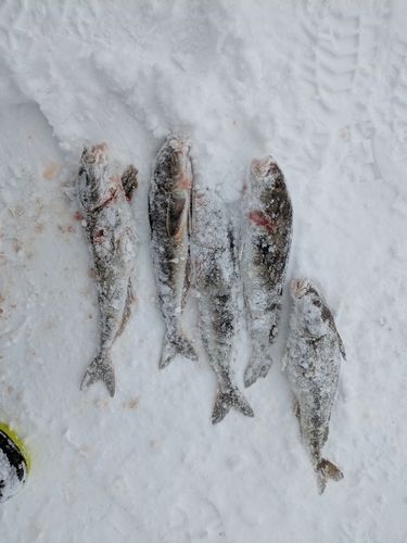 松前港（北海道）