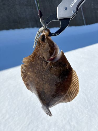 マガレイの釣果