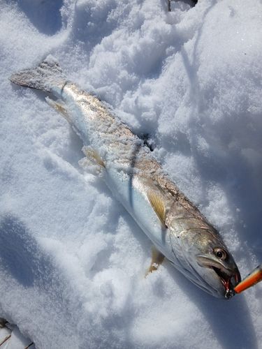 アメマスの釣果