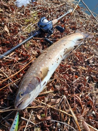 アメマスの釣果
