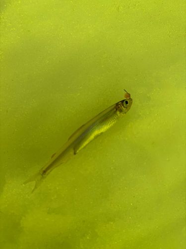 ワカサギの釣果