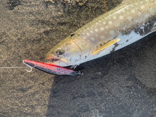 アメマスの釣果