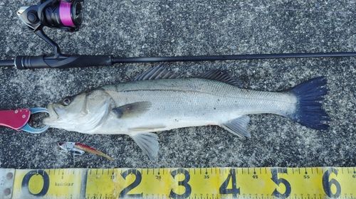シーバスの釣果