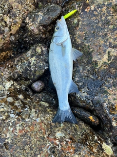 ヒラスズキの釣果