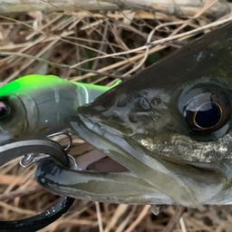 フッコ（マルスズキ）