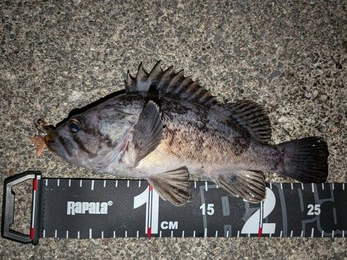 三陸海岸（岩手）